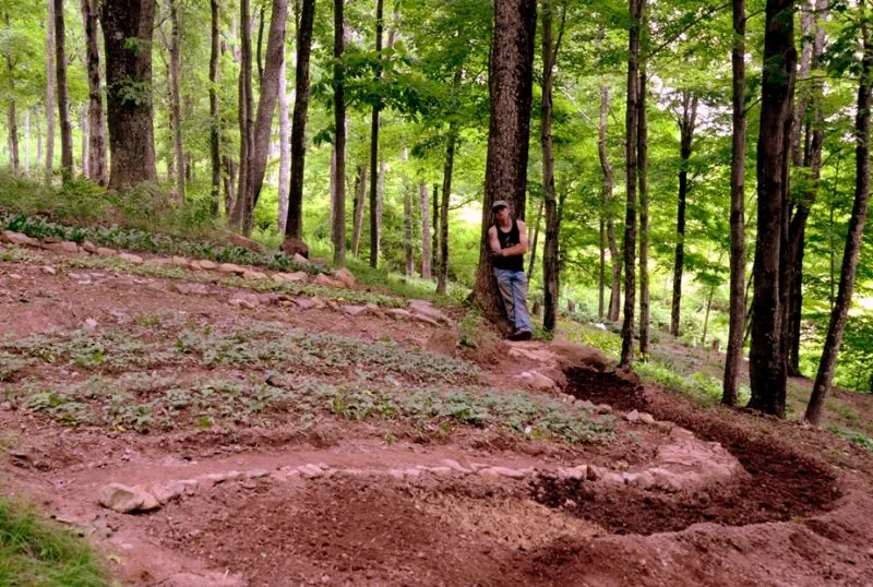 A gardener has terraced a woodland area to accommodate ferns and other woodland plants.
