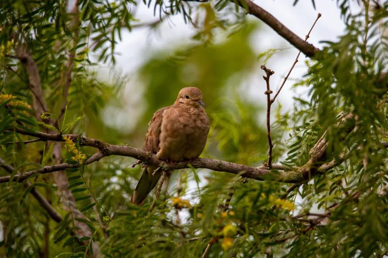 Mourning Dove By Joshua J. Cotten