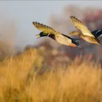 Several migratory bird hunting seasons will open in West Virginia in October, a rite of autumn for many hunters.