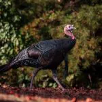 Brett McMillion, director of the W.Va. DNR, says he hopes more wild turkeys appear on dining room tables throughout West Virginia this Thanksgiving. (Photo: W.Va. Dept. of Commerce)