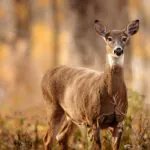 Hunters Helping the Hungry in West Virginia