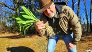 Dining in West Virginia: West Virginia Explorer publisher David Sibray holds a bundle of freshly gathered ramps, a celebrated Appalachian delicacy.