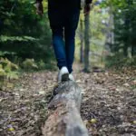 Forest projects have included stream restoration, erosion control, invasive plant removal, native tree planting, wildlife habitat improvements, and trail or road maintenance.