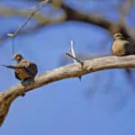 The Mourning Dove is one of the most abundant and widespread North American birds and a popular gamebird.