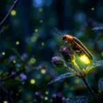 West Virginia Fireflies: While fireflies have struggled in many places, West Virginia remains one of the strongest refuges for the insects in the eastern United States.